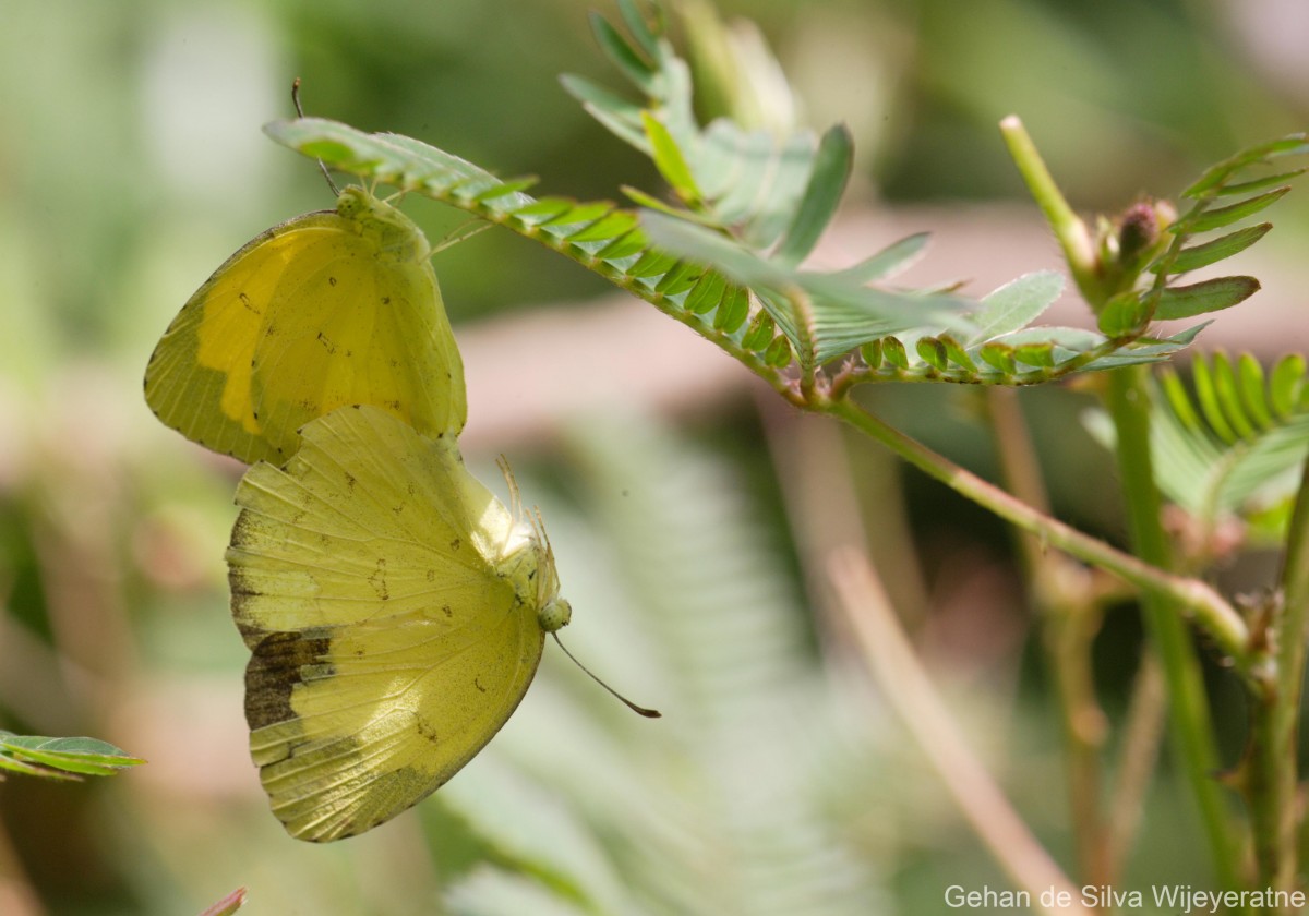 Eurema blanda Boisduval, 1836